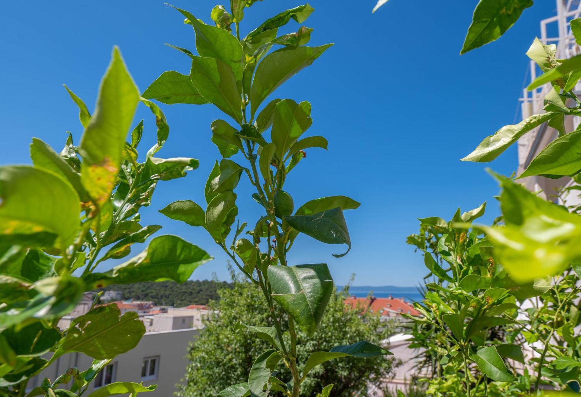 Lägenhet Sani Makarska